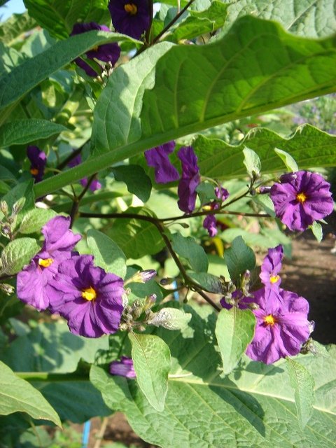 Lycianthes rantonnetii 'Outremer'